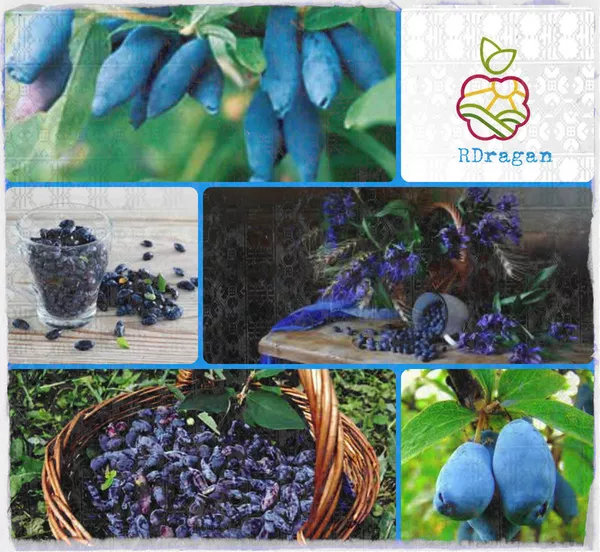 Саженцы плодово-ягодных в Актау 